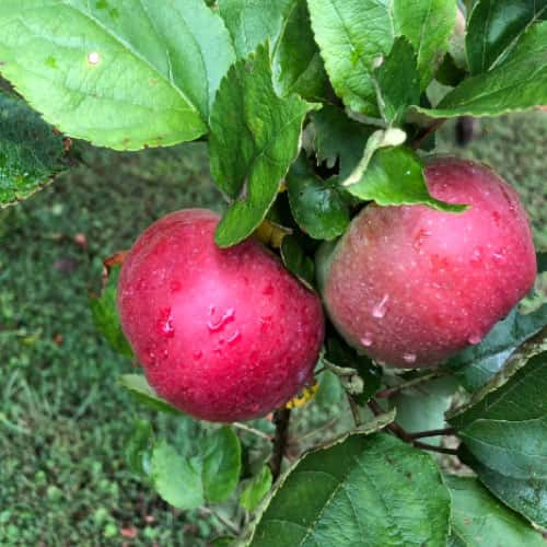 NOS MIRABELLES 100% BIO